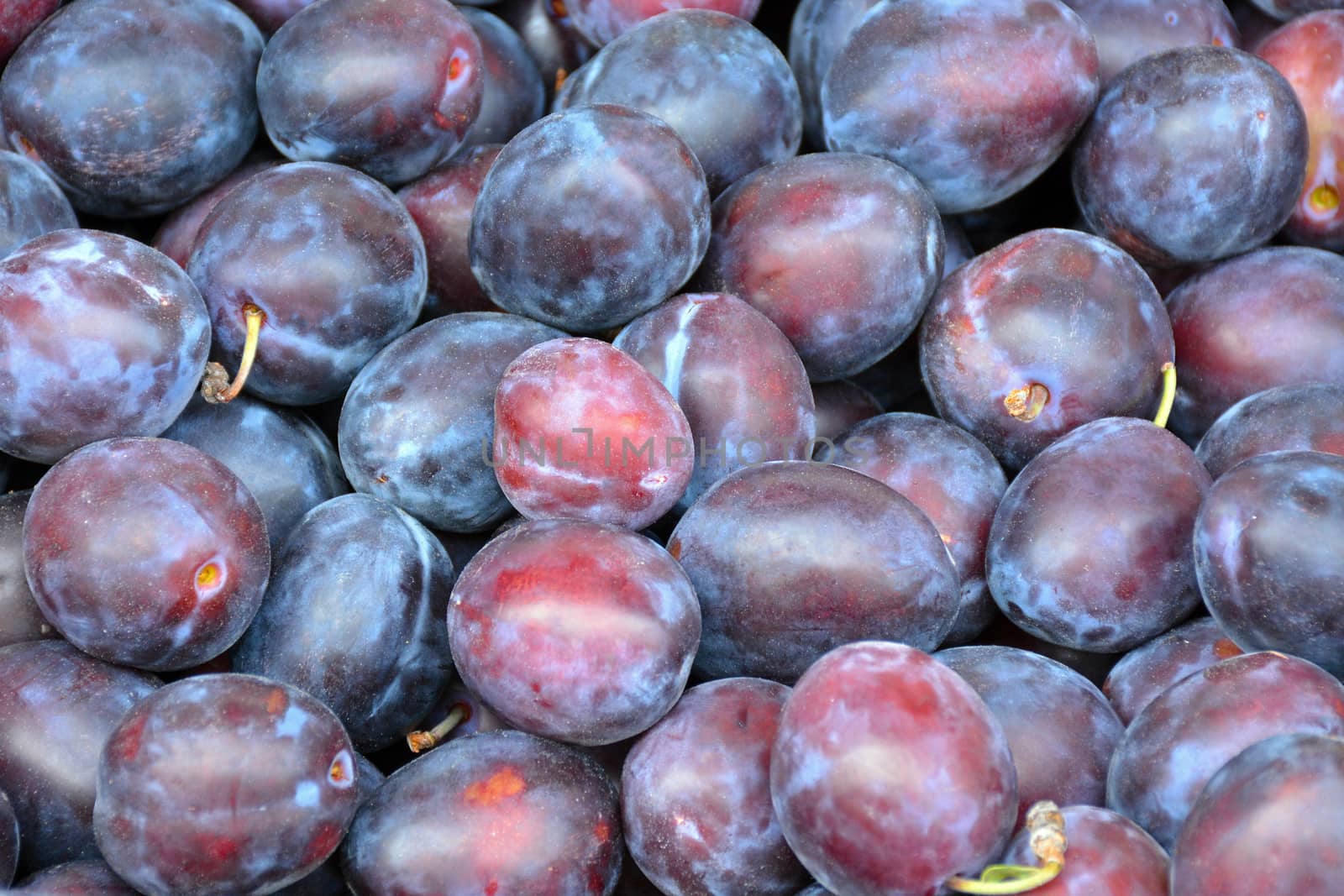 Freshly picked purple plums