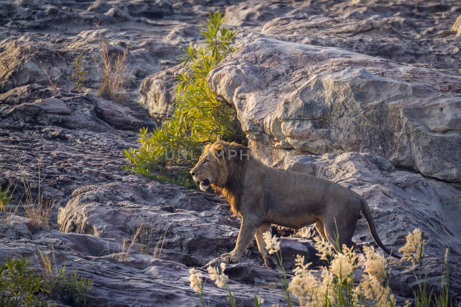 African lion in Kruger National park, South Africa by PACOCOMO