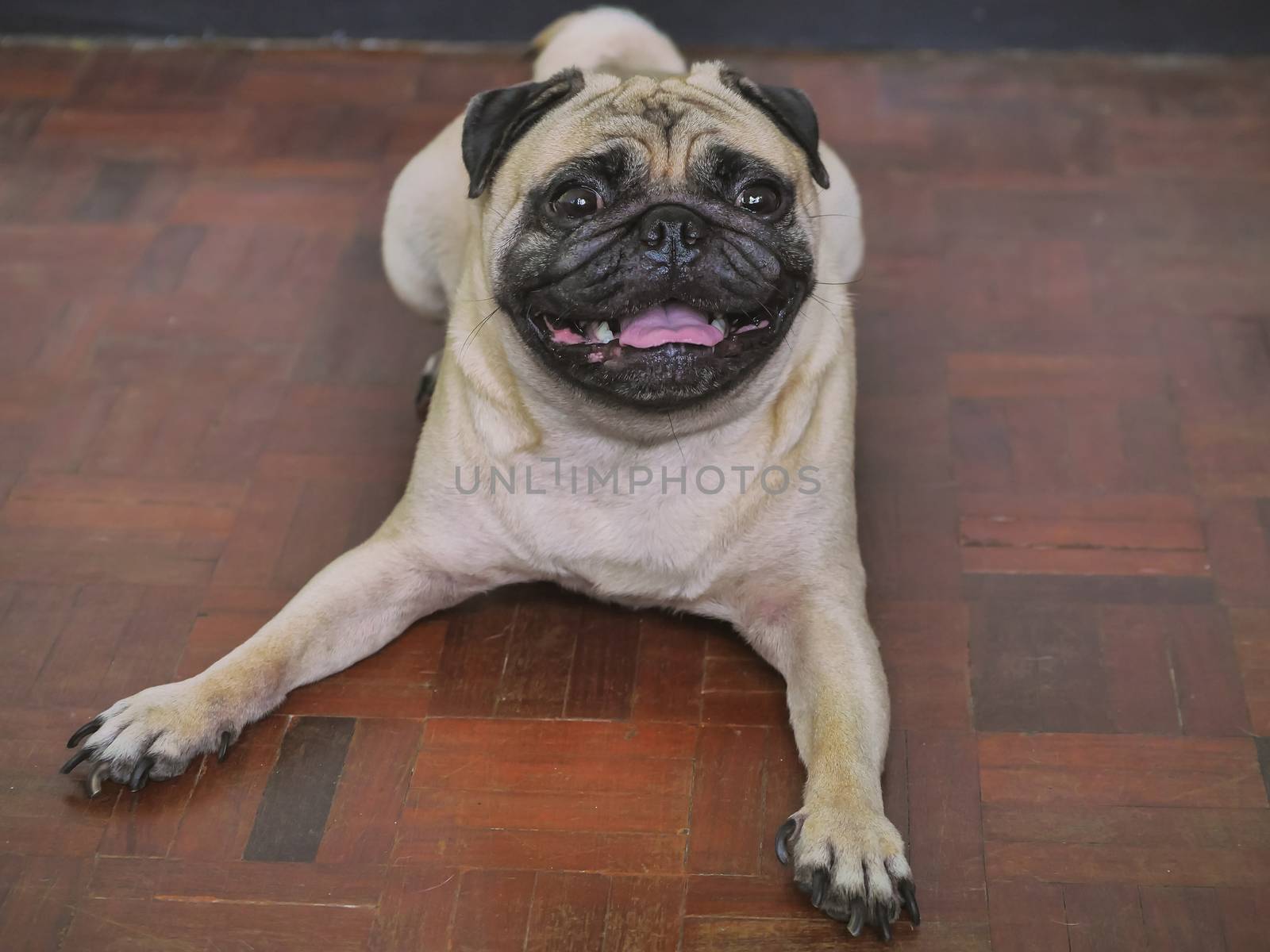 Adorable pug dog lying on floor at home, 3 year old.