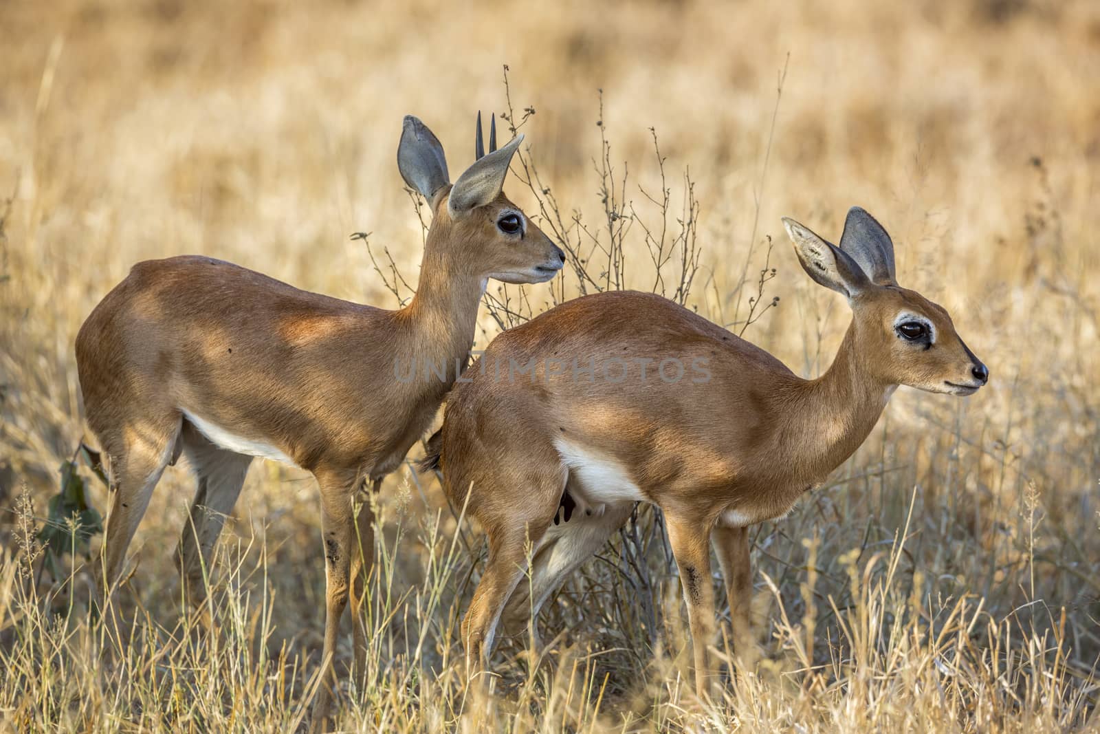 Couple of Steenboks in dry savannah in Kruger National park, South Africa ; Specie Raphicerus campestris family of Bovidae