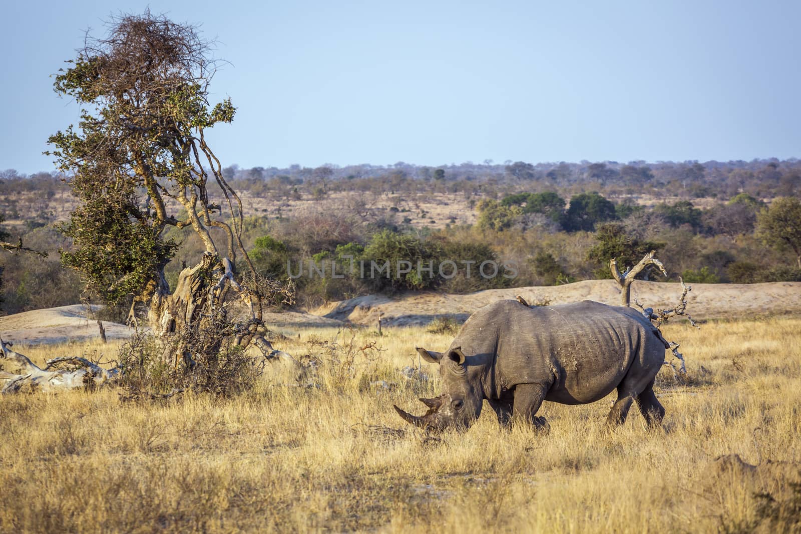 Southern white rhinoceros in Kruger National park, South Africa by PACOCOMO