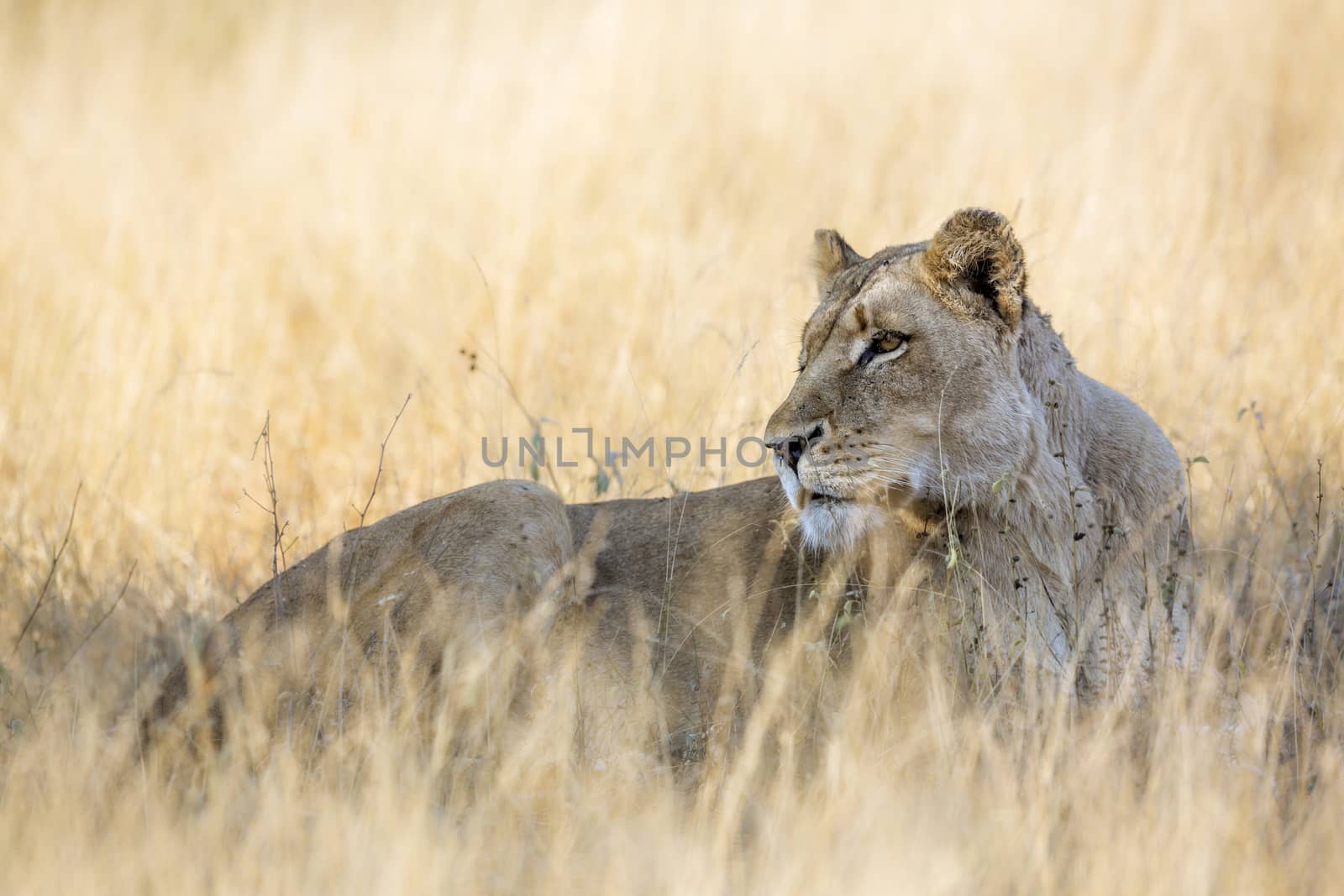 African lion in Kruger National park, South Africa by PACOCOMO