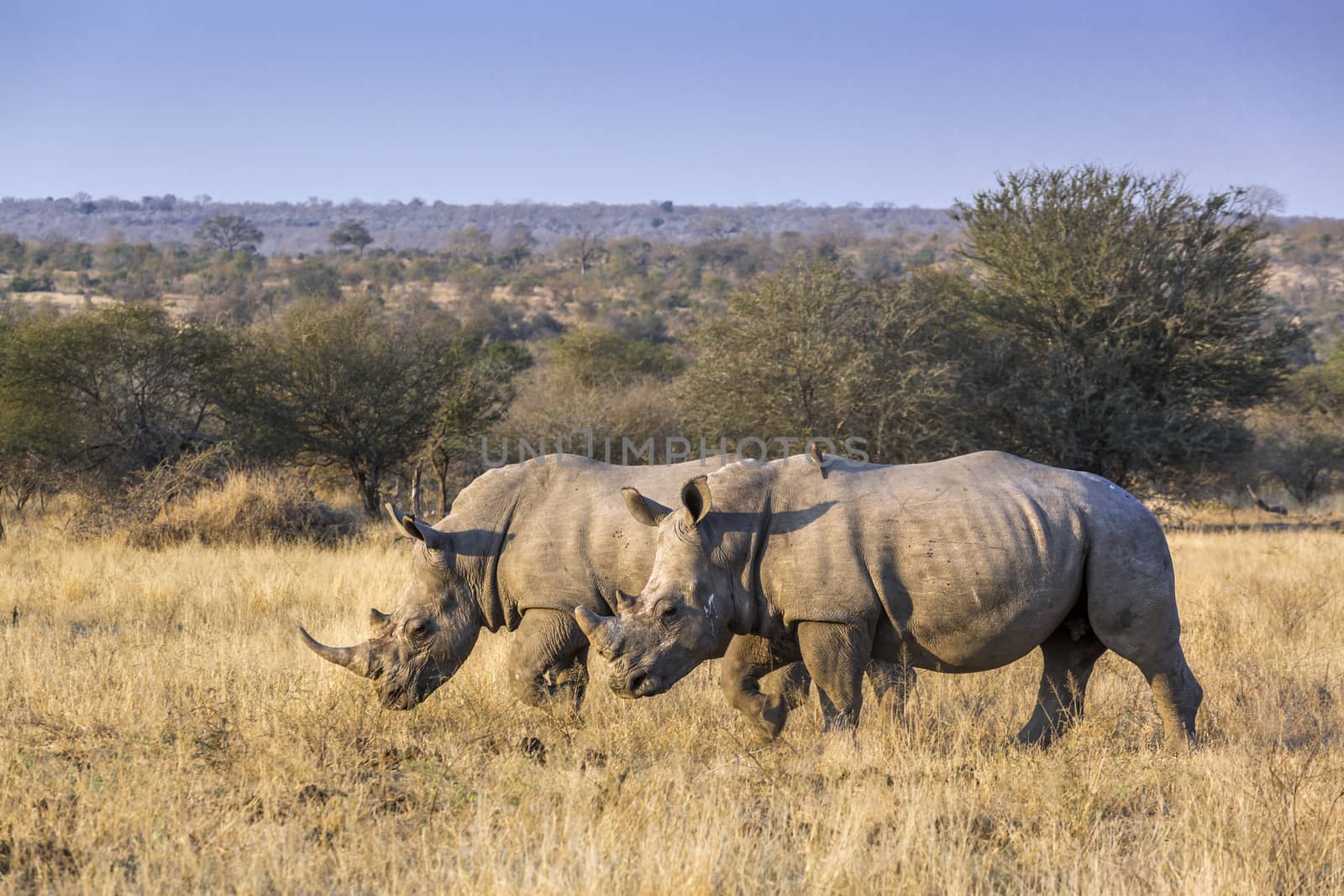 Two Southern white rhinoceros walking on savannah in Kruger National park, South Africa ; Specie Ceratotherium simum simum family of Rhinocerotidae