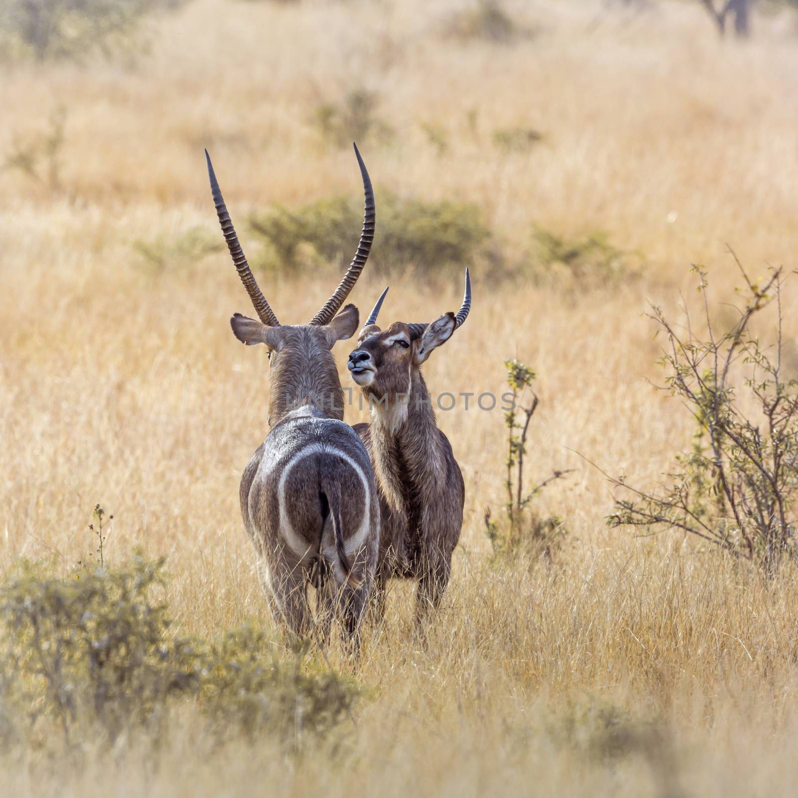 Two Common Waterbucks face to face in savannah in Kruger National park, South Africa ; Specie Kobus ellipsiprymnus family of Bovidae