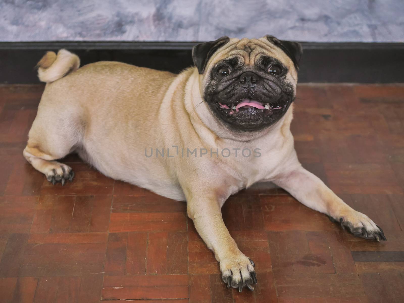 Adorable pug dog lying on floor at home, 3 year old, looking at the camera