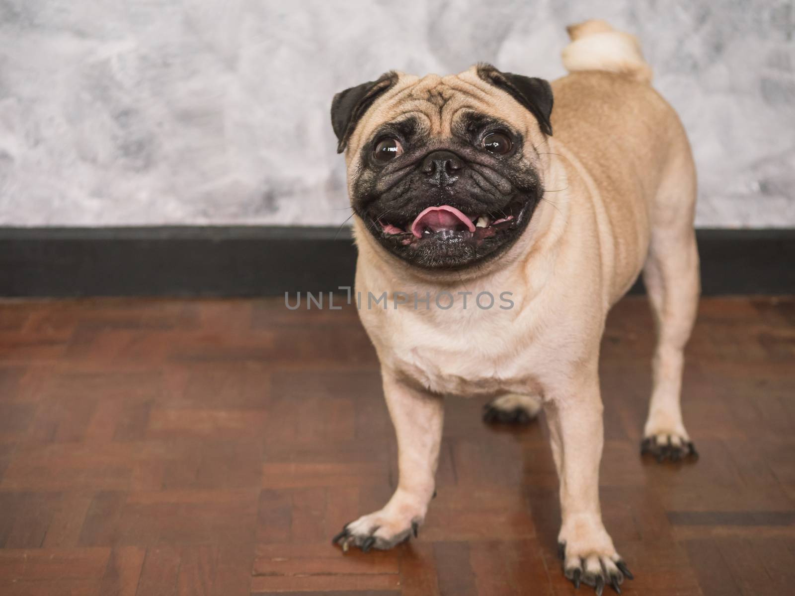 Adorable pug dog standing on floor at home, 3 year old ,looking at the camera