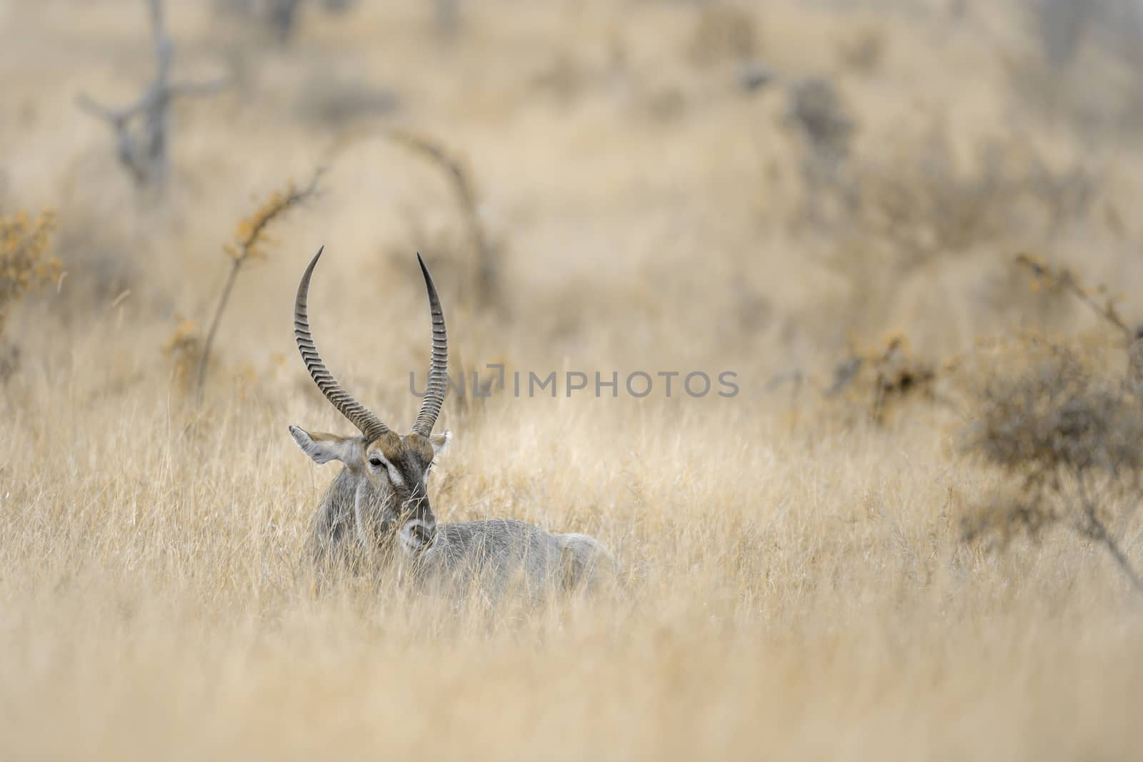 Long horn Common Waterbuck male in the grass savannah in Kruger National park, South Africa ; Specie Kobus ellipsiprymnus family of Bovidae