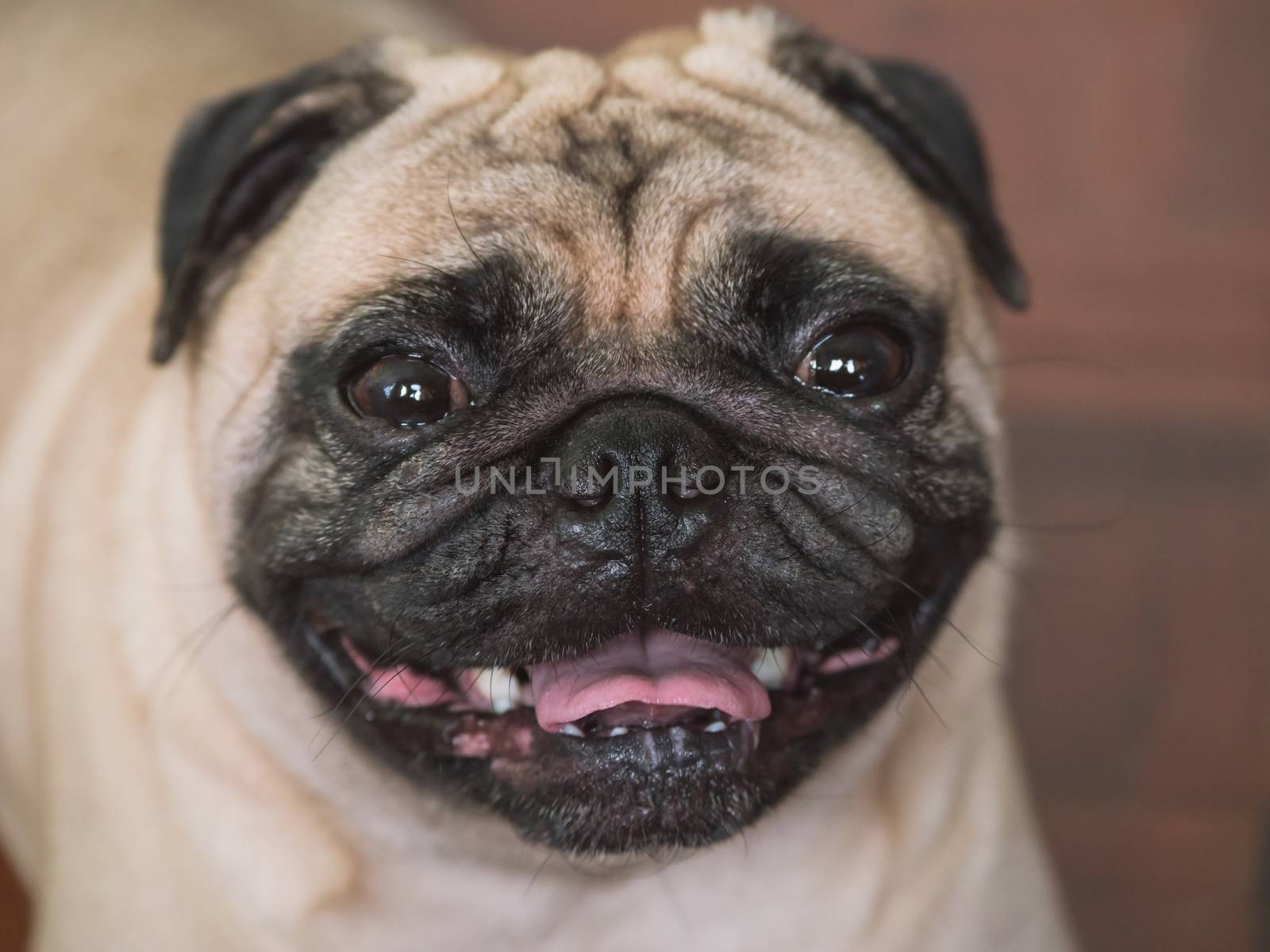 Close up of Adorable pug dog, 3 year old, looking at the camera, soft focus