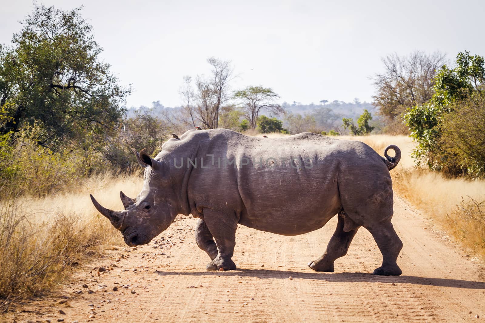 Southern white rhinoceros crossing safari gravel road in Kruger National park, South Africa ; Specie Ceratotherium simum simum family of Rhinocerotidae
