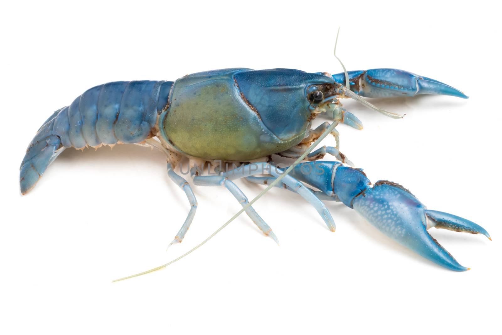 Blue crayfish ( Cherax destructor ) on white background.
