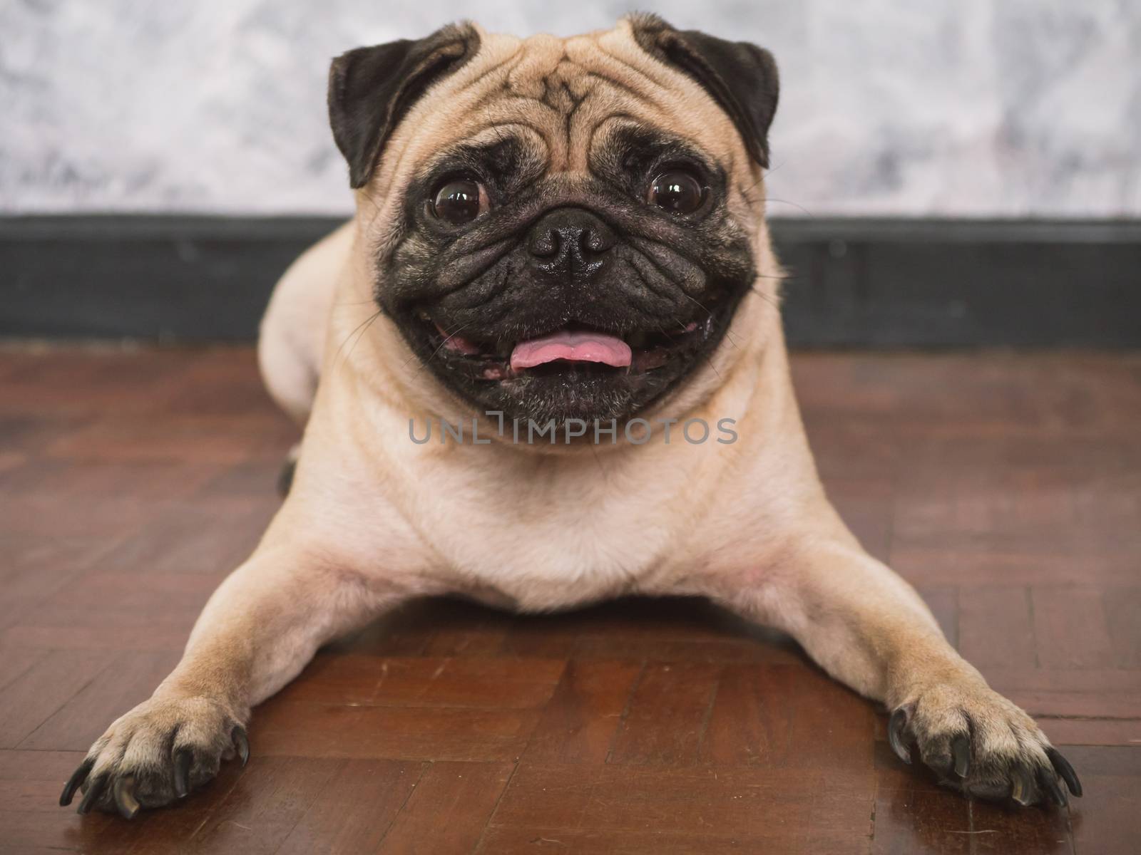 Adorable pug dog lying on floor at home, 3 year old, looking at the camera