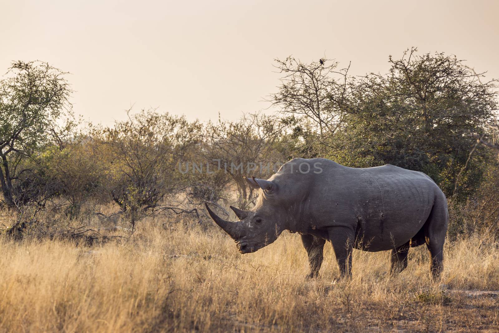 Southern white rhinoceros in Kruger National park, South Africa by PACOCOMO