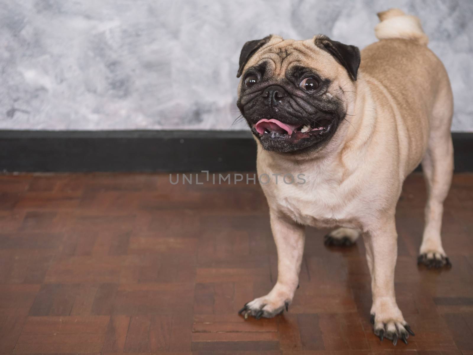 Adorable pug dog standing on floor at home, 3 year old ,looking at the camera