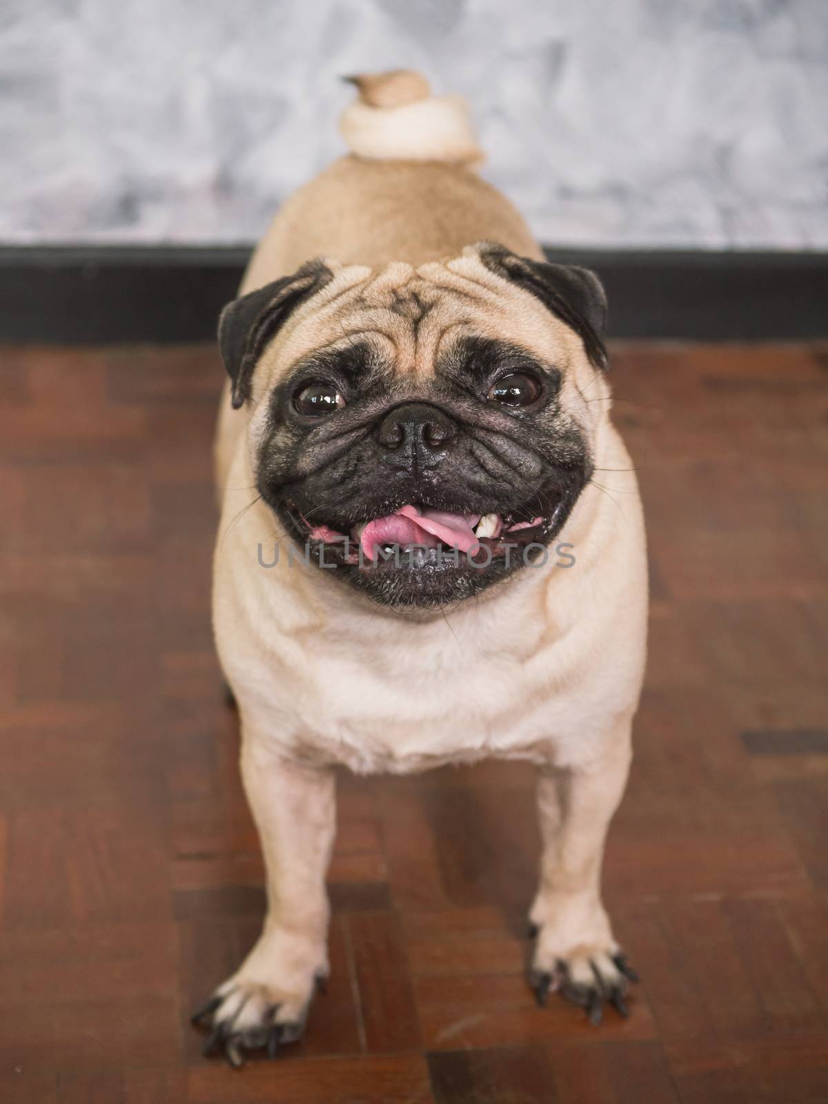 Adorable pug dog standing on floor at home, 3 year old ,looking at the camera by ronnarong