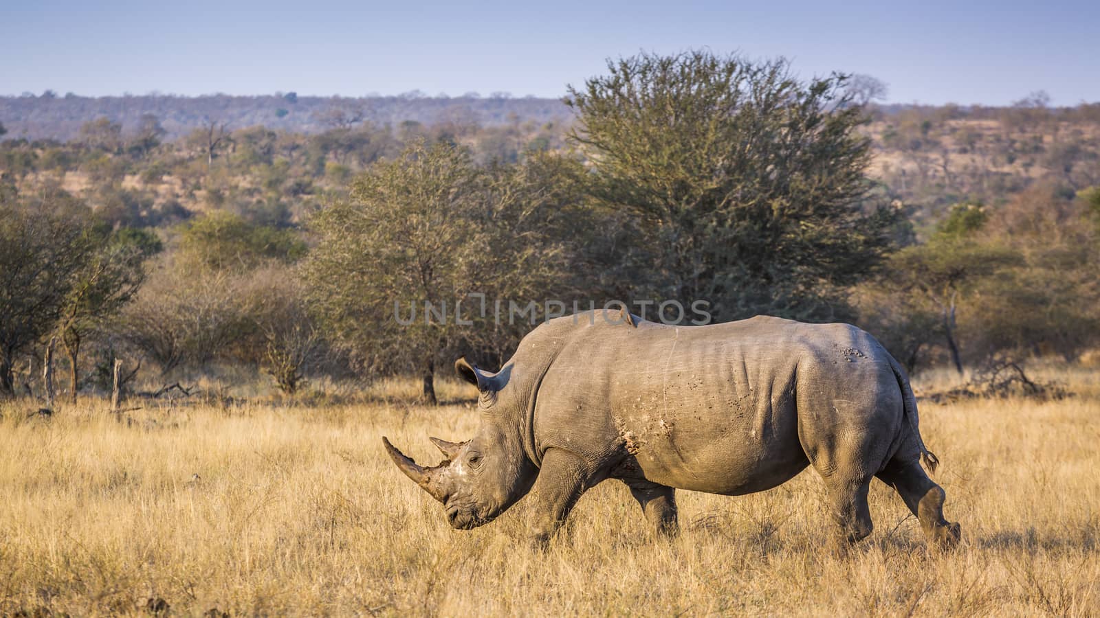 Southern white rhinoceros in Kruger National park, South Africa by PACOCOMO