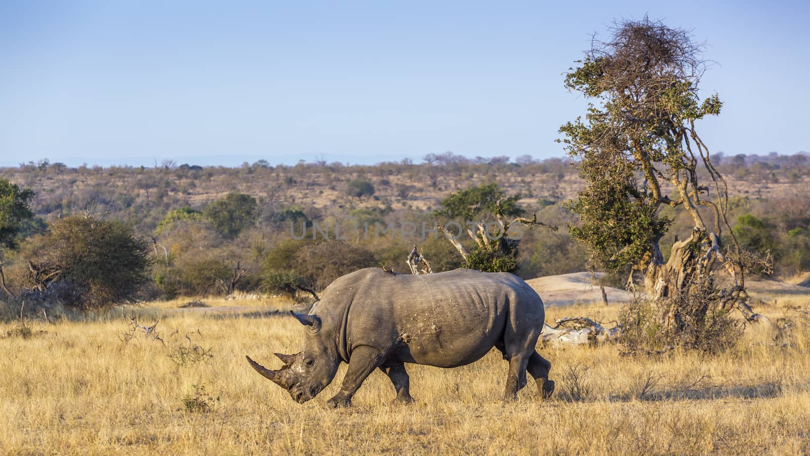 Southern white rhinoceros walking in savannah scenery in Kruger National park, South Africa ; Specie Ceratotherium simum simum family of Rhinocerotidae