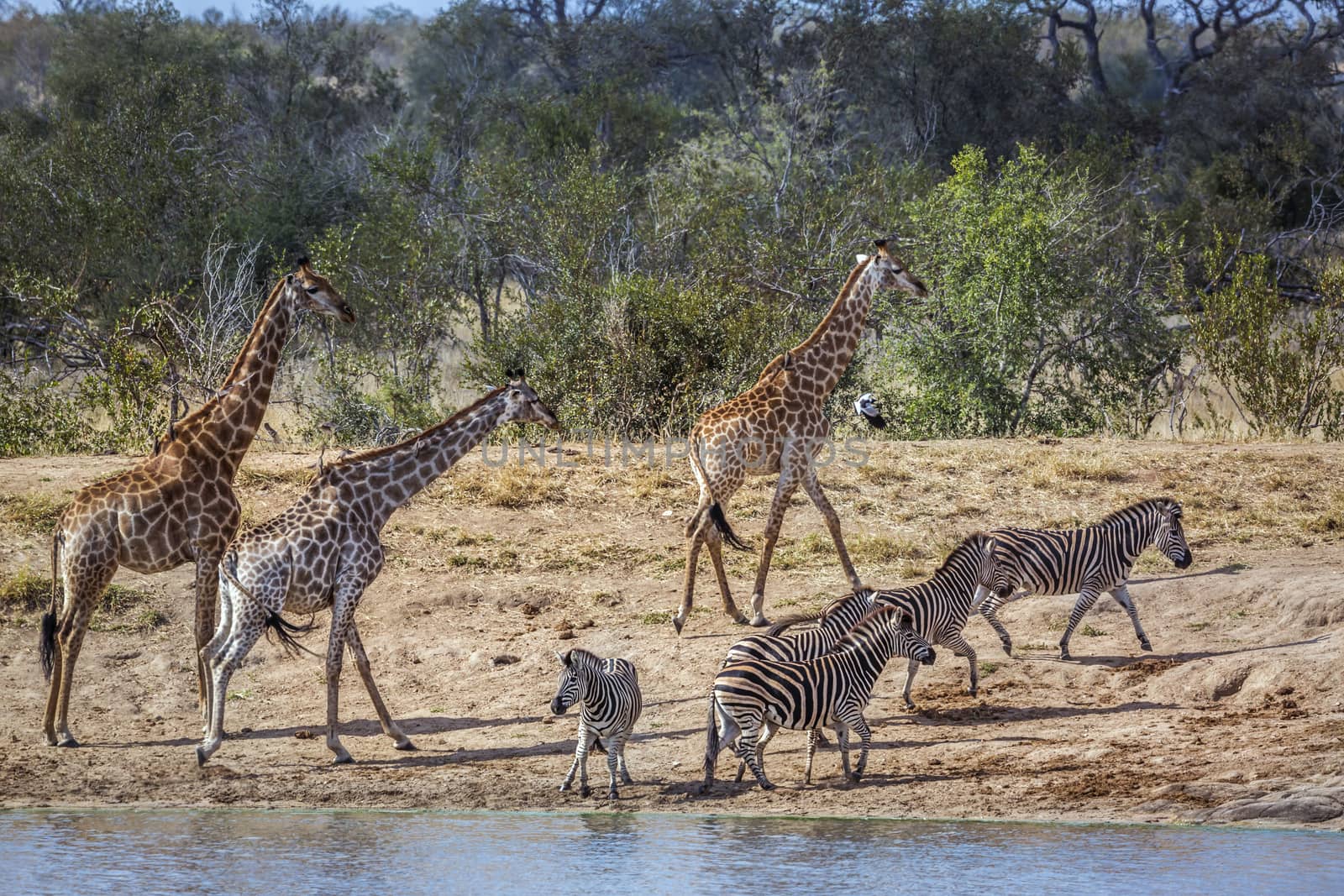 Giraffe and plains zebras in lakeside in Kruger National park, South Africa ; Specie Giraffa camelopardalis family of Giraffidae