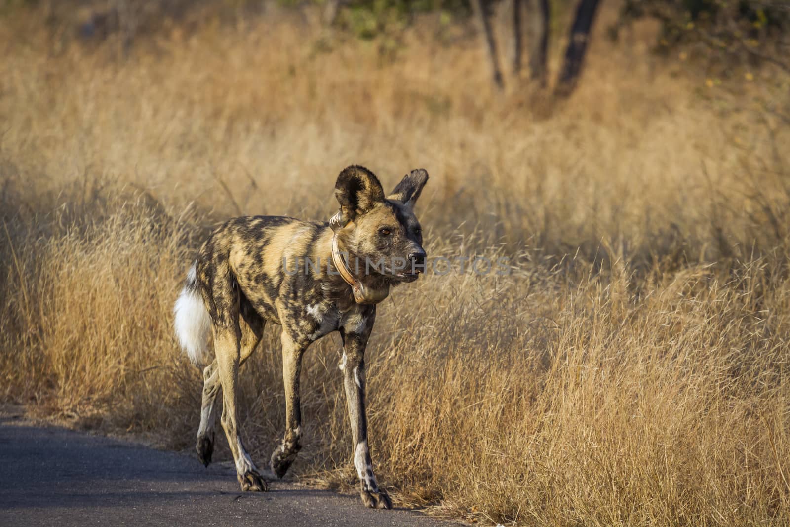 African wild dog in Kruger National park, South Africa by PACOCOMO