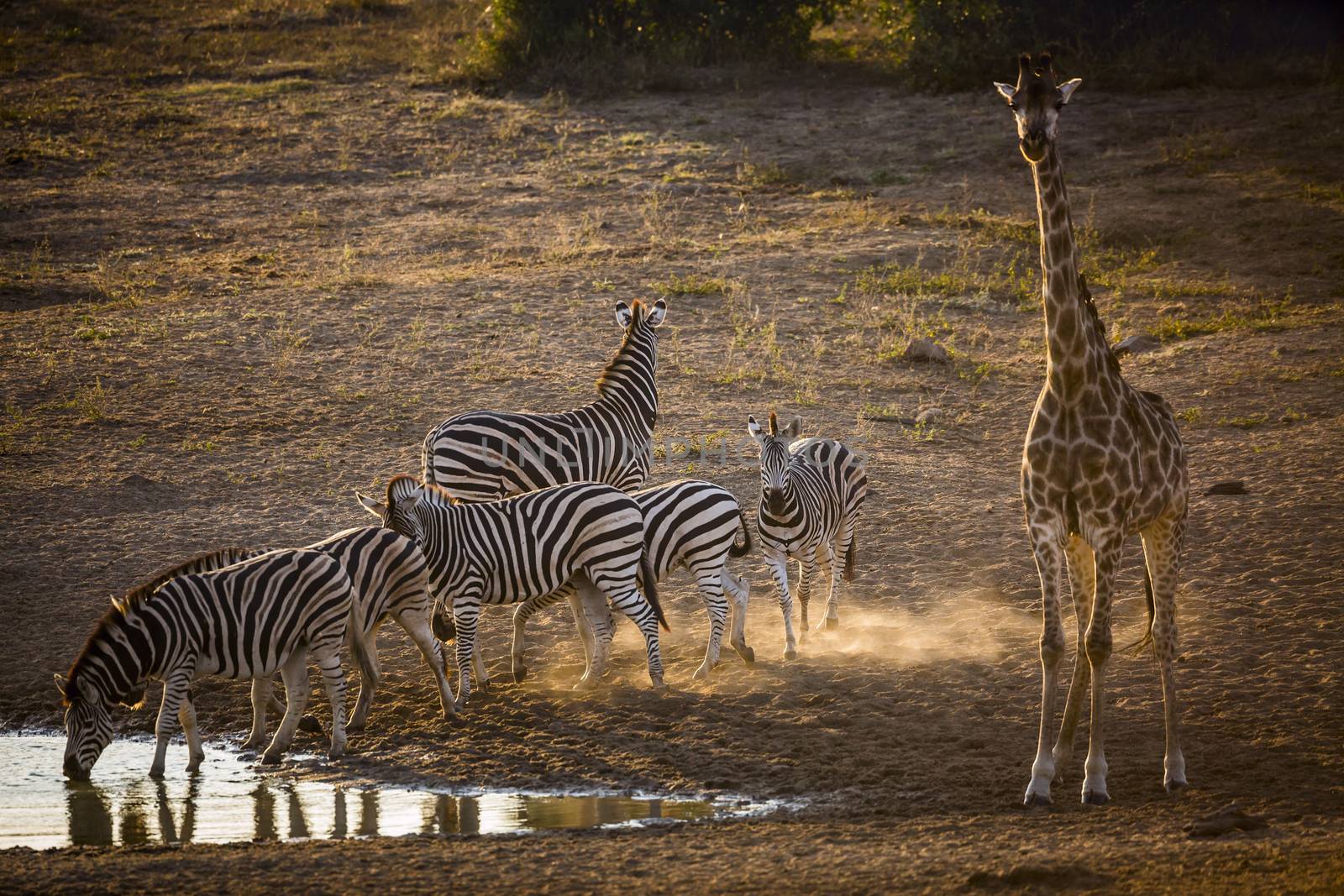 Plains zebra in Kruger National park, South Africa by PACOCOMO