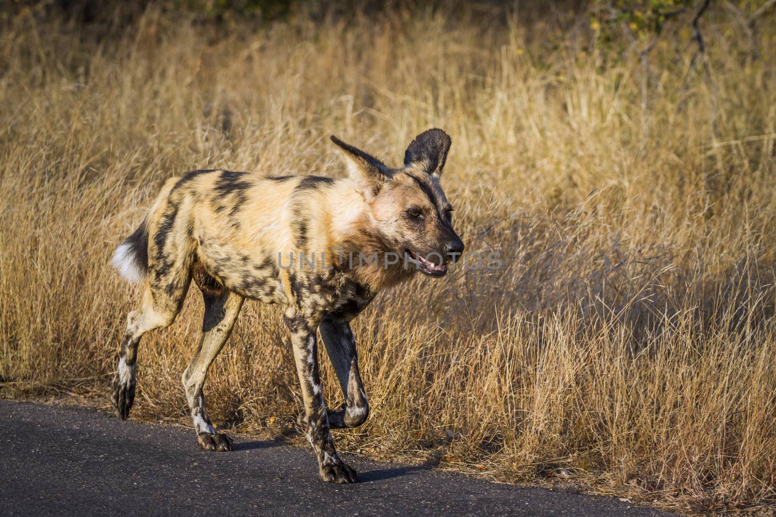 African wild dog walking on safari road in Kruger National park, South Africa ; Specie Lycaon pictus family of Canidae