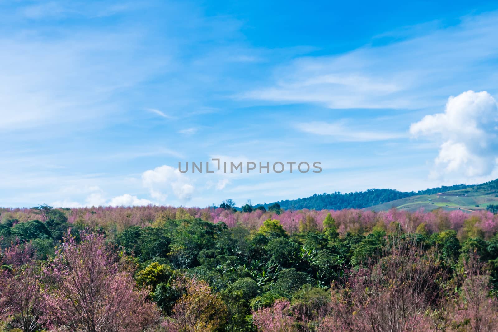 Cherry blossoms are blooming on the mountain in Phu Lom Lo, Phitsanulok Province, Thailand.