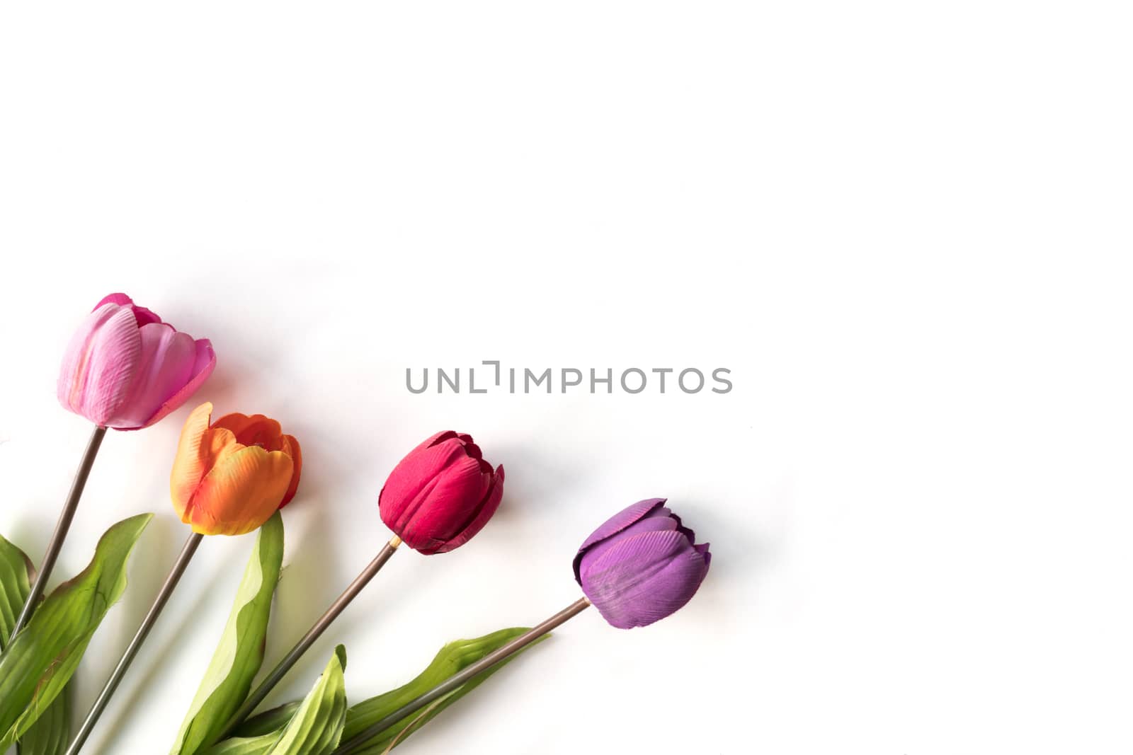 Colorful Tulip flowers on a white background, free space for text