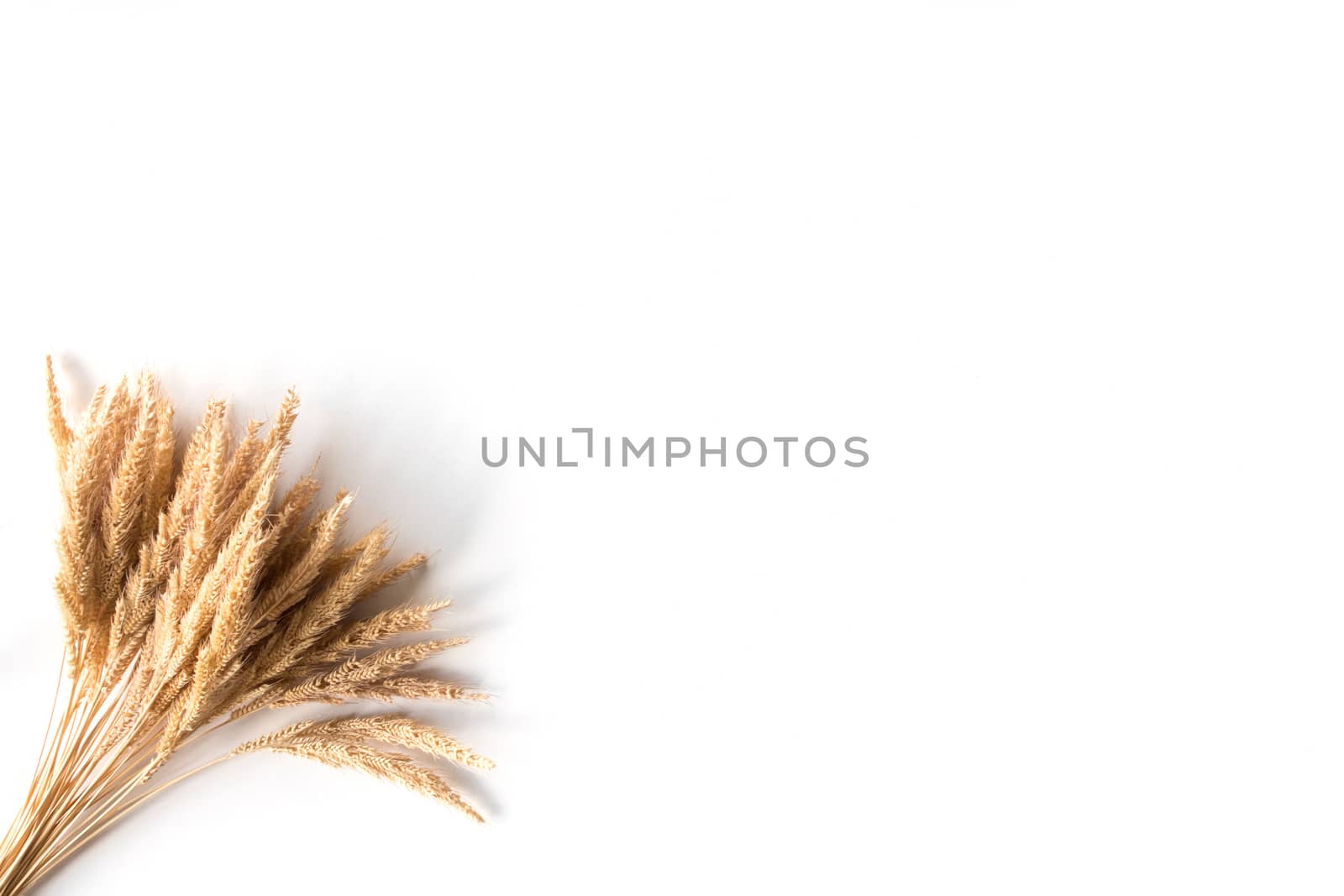 Ear of rice on a white background, free space for text