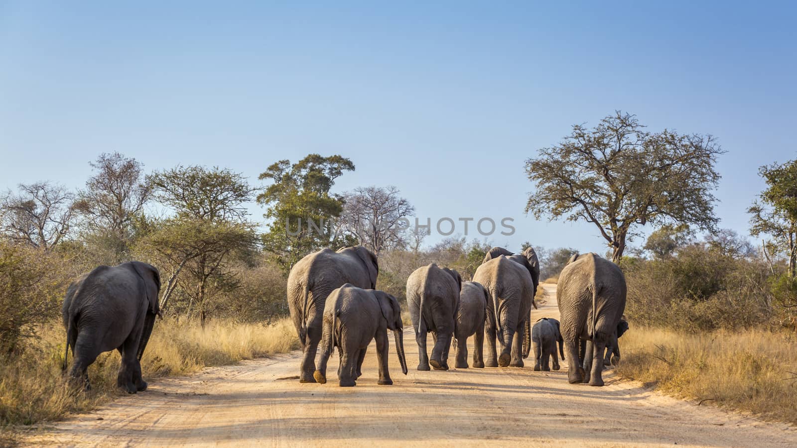 African bush elephant in Kruger National park, South Africa by PACOCOMO