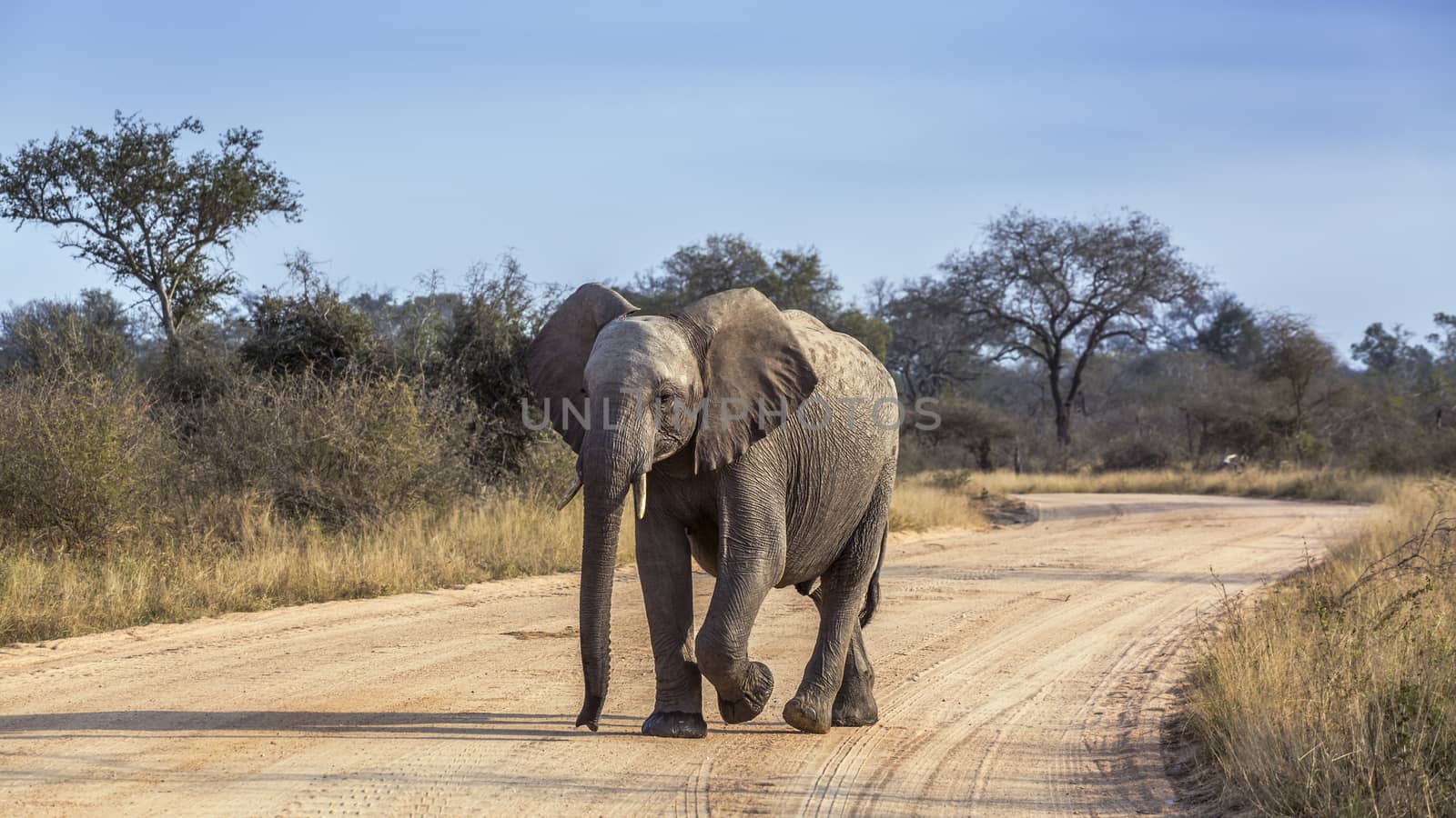 African bush elephant in Kruger National park, South Africa by PACOCOMO