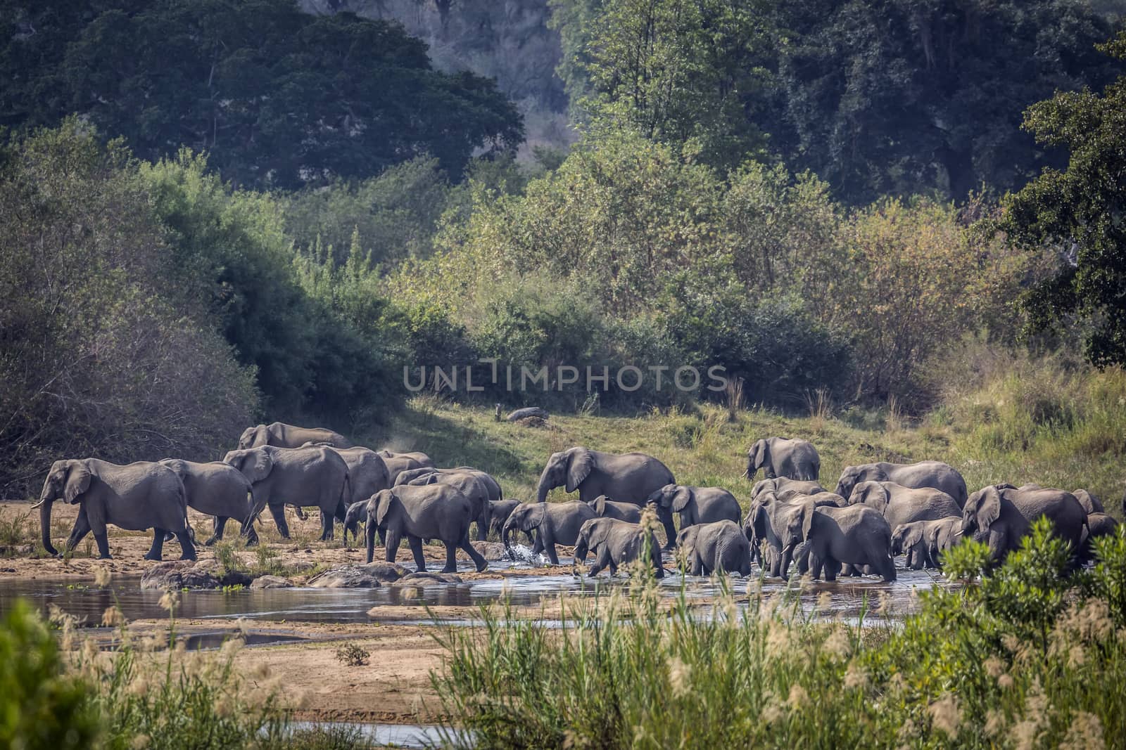 African bush elephant in Kruger National park, South Africa by PACOCOMO