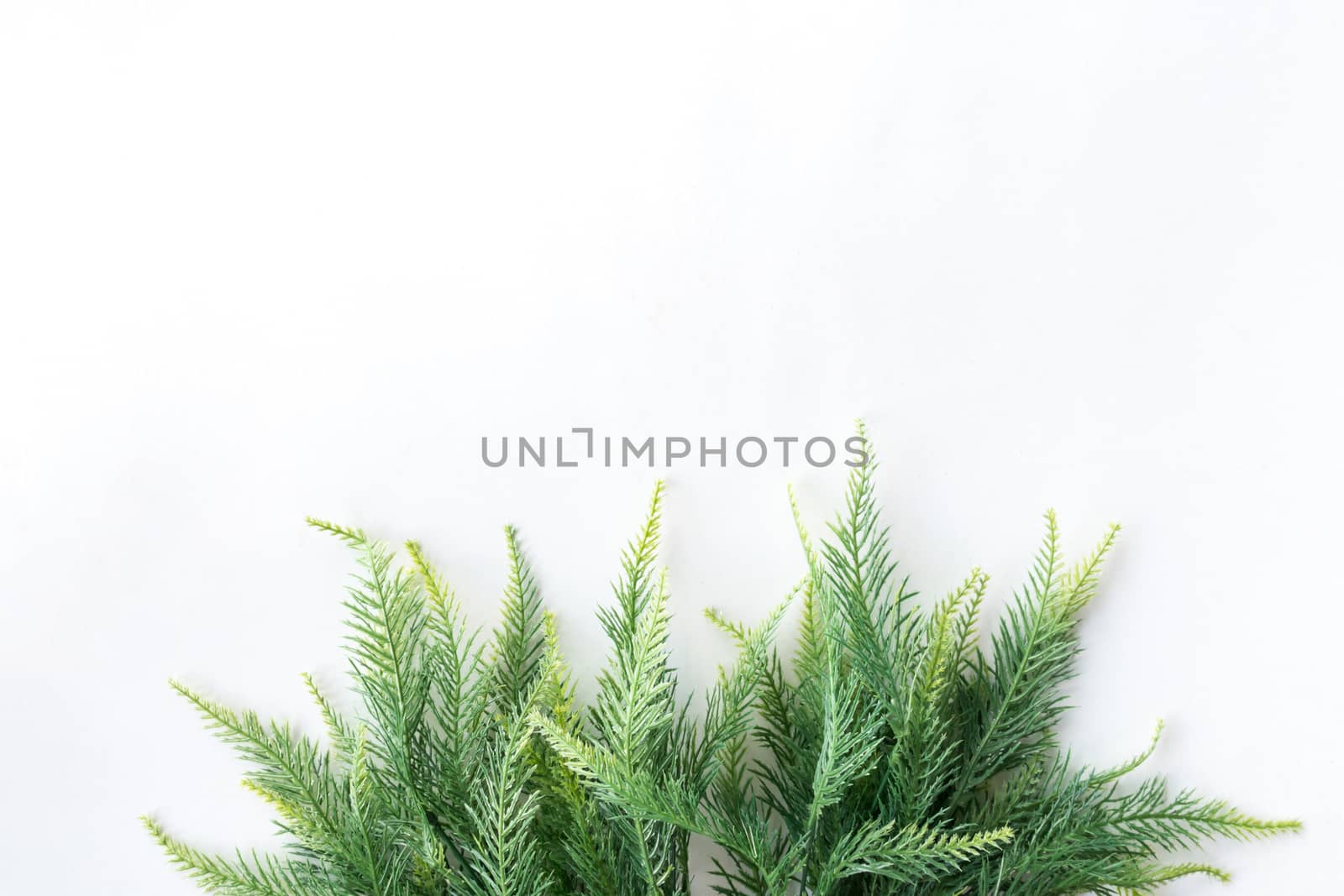 Christmas tree on a white background, free space for text