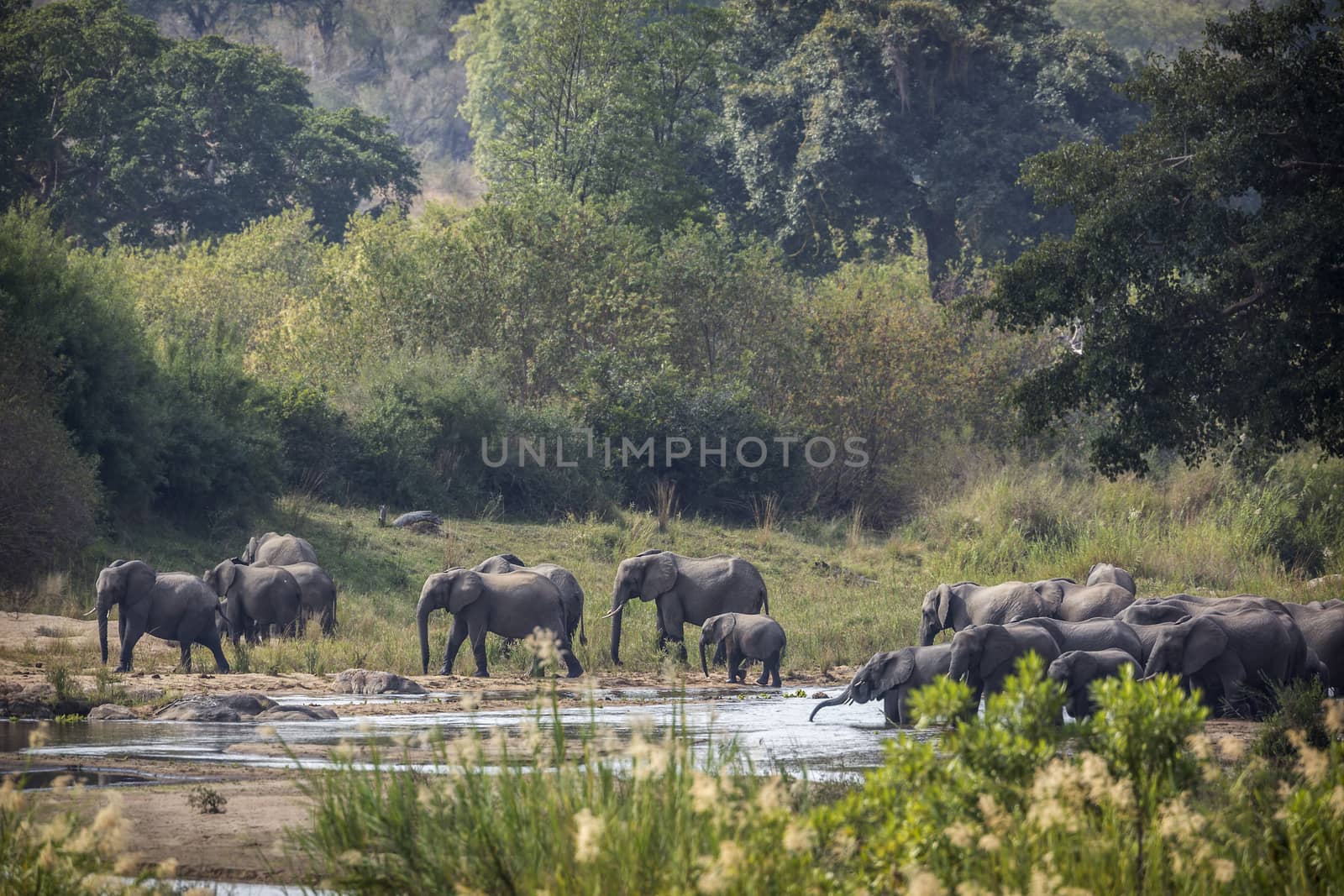 African bush elephant herd crossing a river in Kruger National park, South Africa ; Specie Loxodonta africana family of Elephantidae