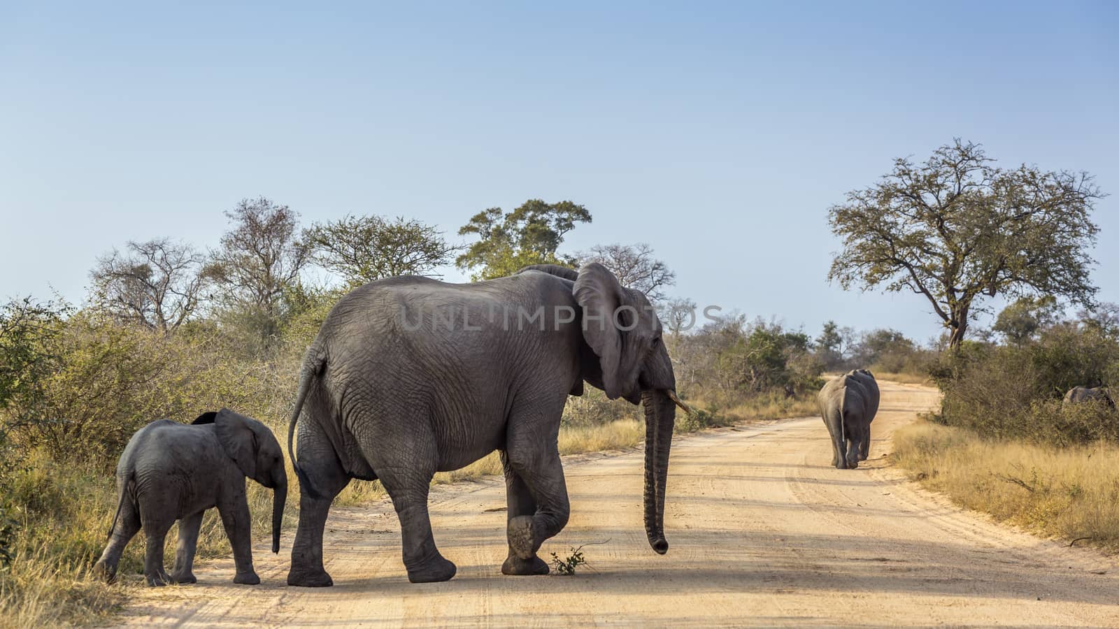 African bush elephant female with baby crossing safari road in Kruger National park, South Africa ; Specie Loxodonta africana family of Elephantidae