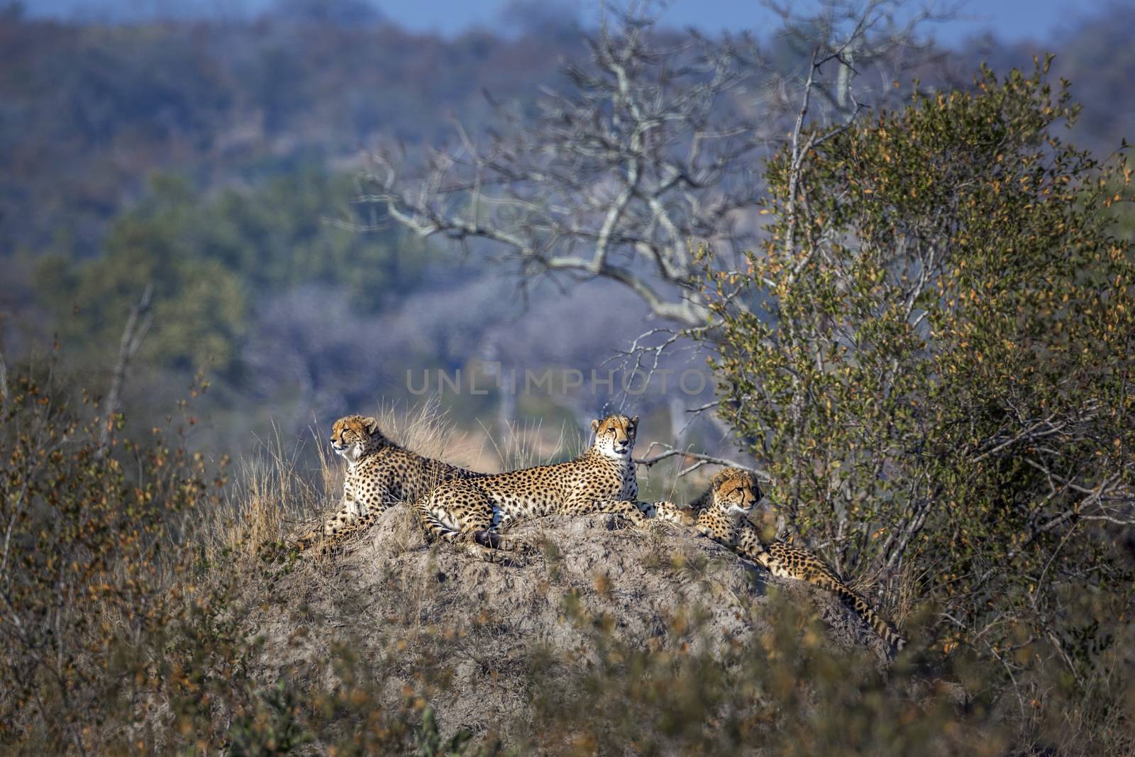 Cheetah family lying down on top of termite mound in Kruger National park, South Africa ; Specie Acinonyx jubatus family of Felidae