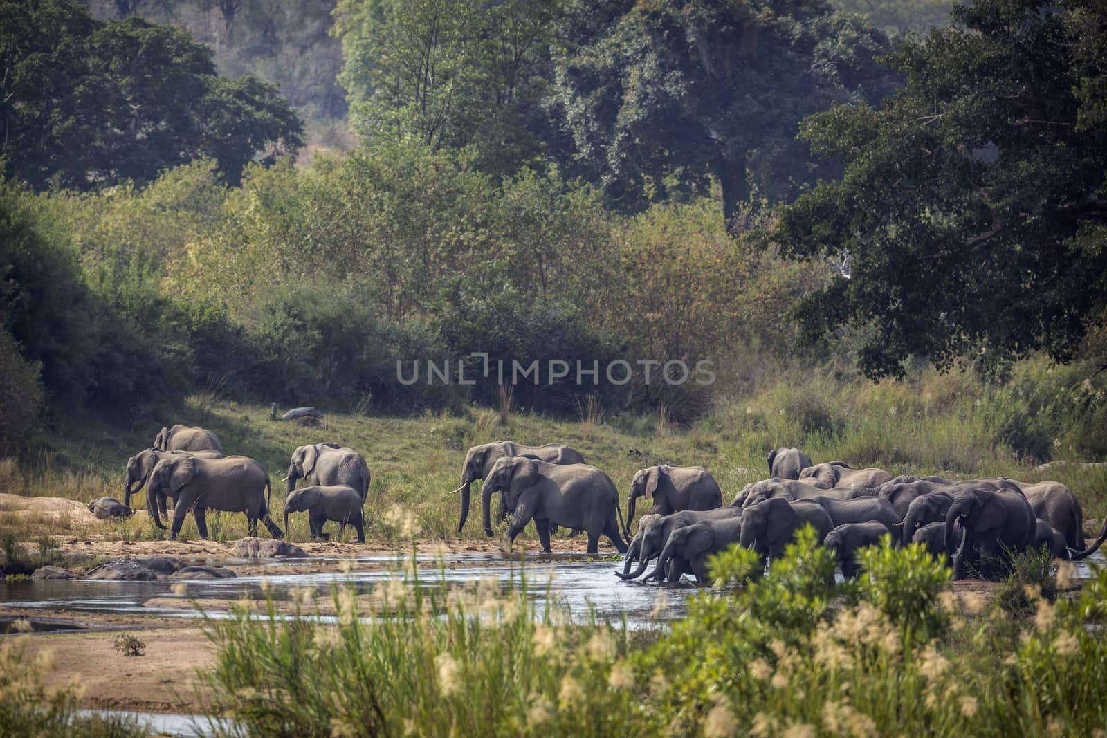 African bush elephant in Kruger National park, South Africa by PACOCOMO