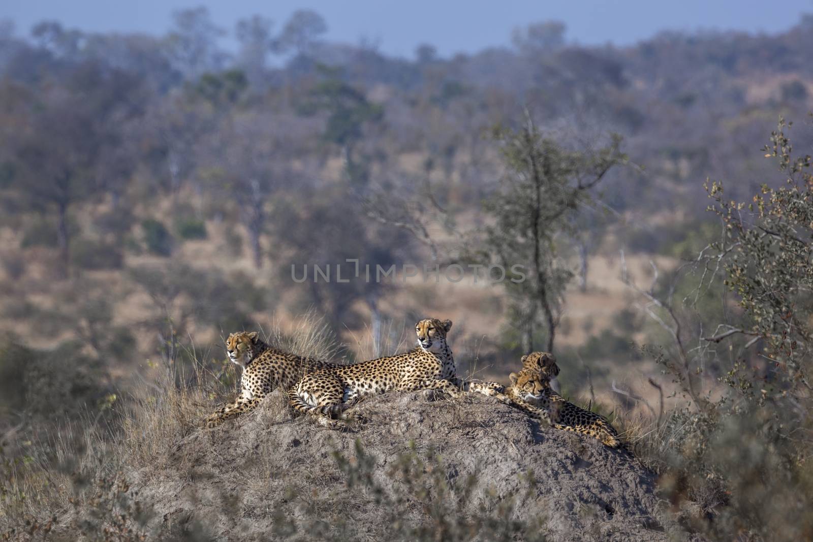 Cheetah in Kruger National park, South Africa by PACOCOMO