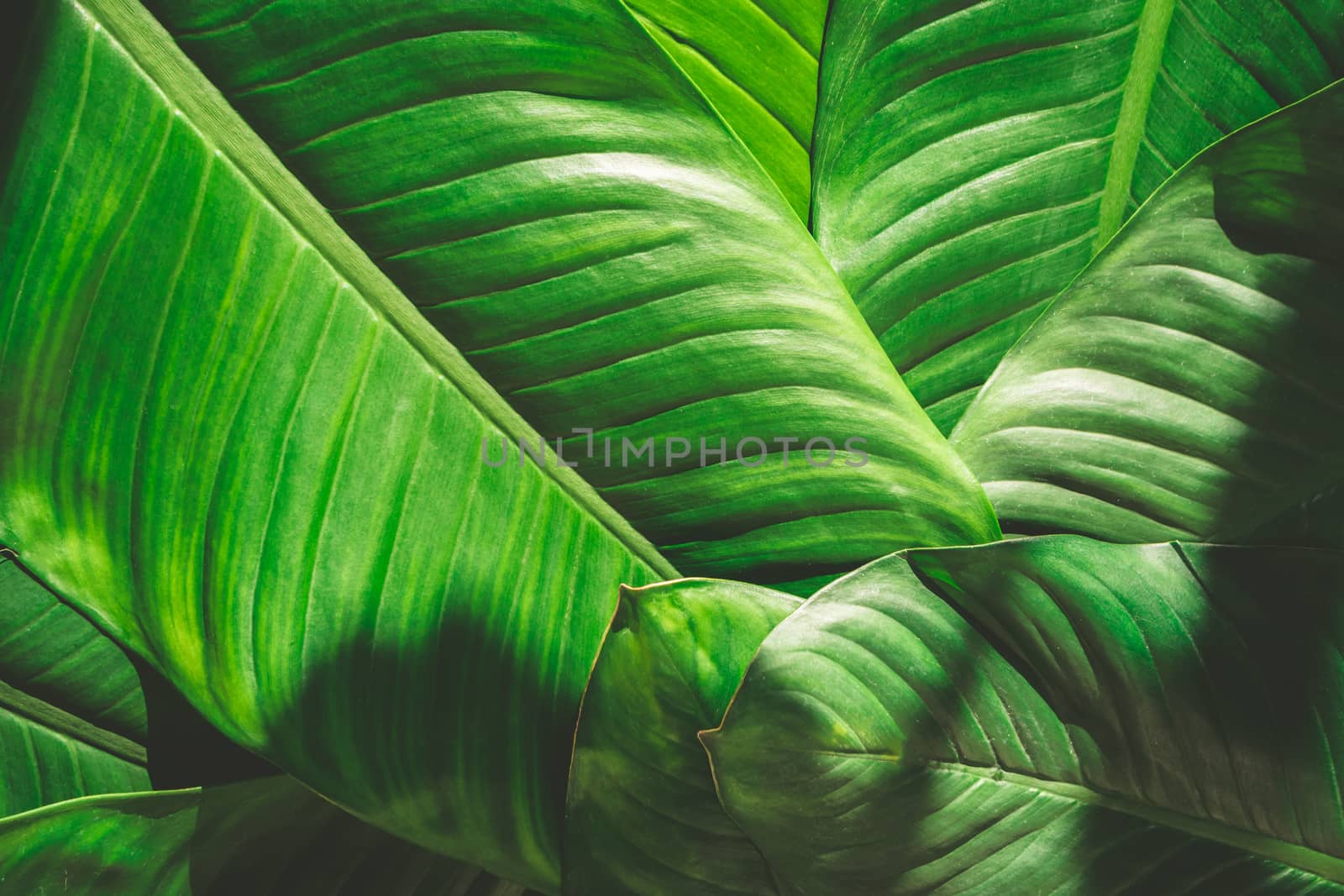 Close up of natural green leaves background, tropical foliage texture.