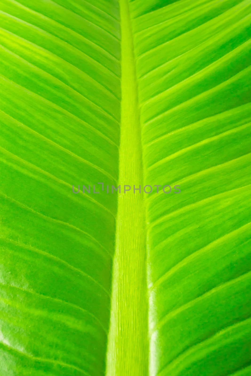 Close up of natural green leaf background, tropical foliage texture.
