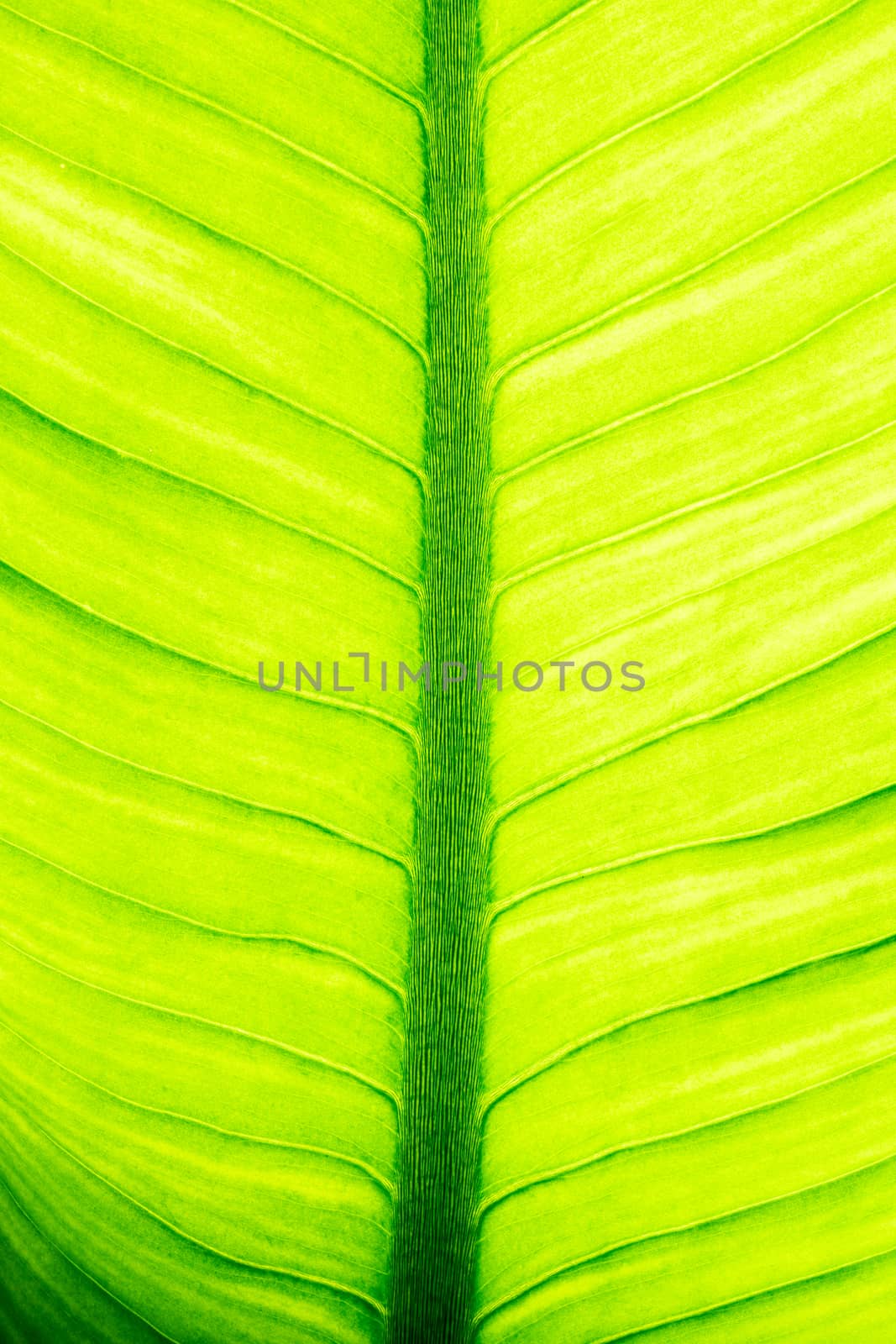 Close up of natural green leaf background, tropical foliage texture.