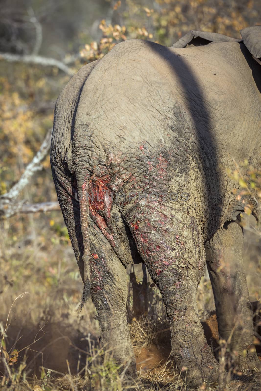 African bush elephant in Kruger National park, South Africa by PACOCOMO