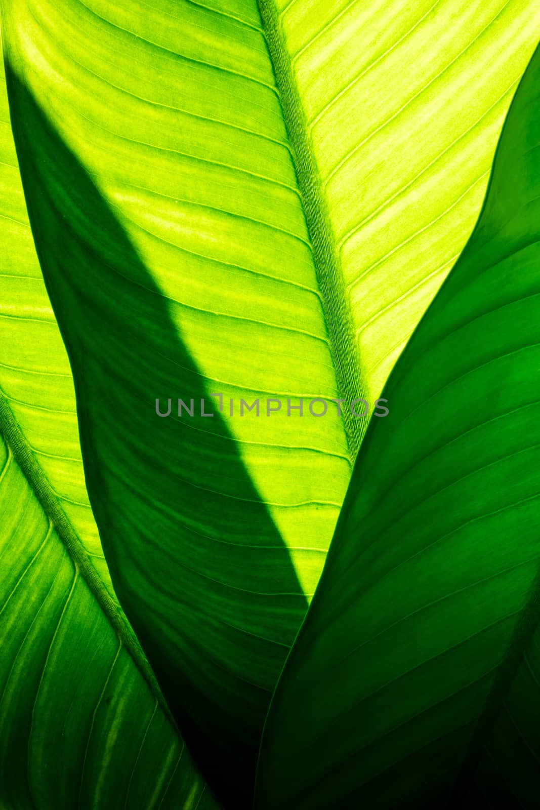 Close up of natural green leaves background, tropical foliage texture by ronnarong