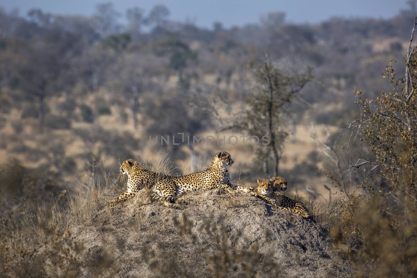 Cheetah in Kruger National park, South Africa by PACOCOMO