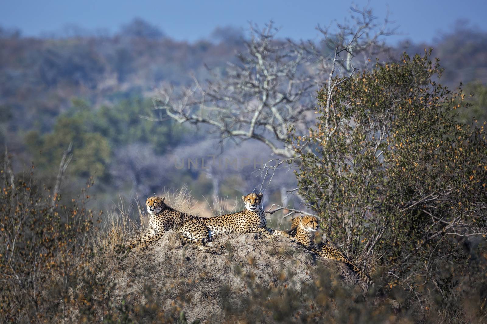 Cheetah in Kruger National park, South Africa by PACOCOMO