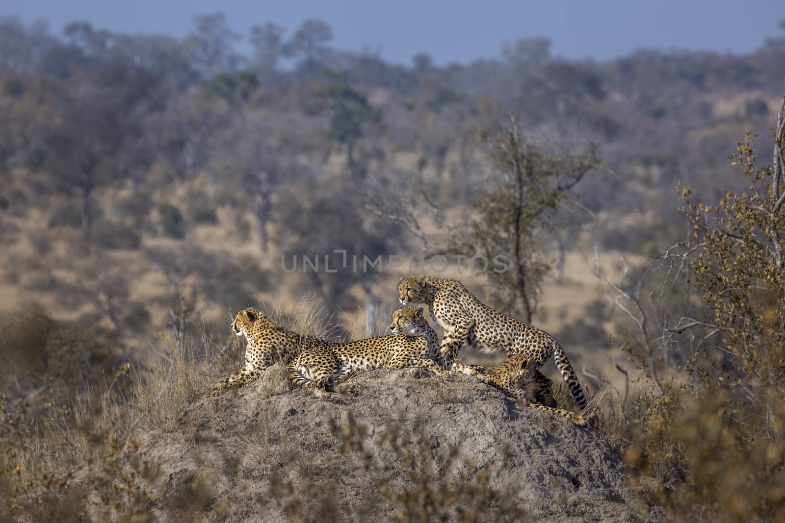 Cheetah in Kruger National park, South Africa by PACOCOMO