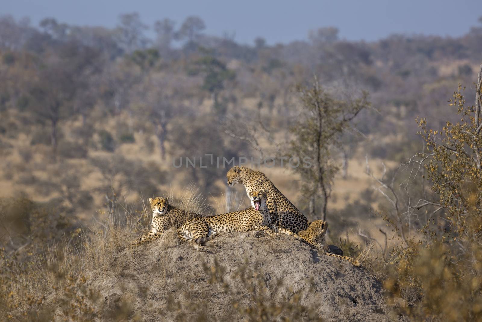 Family of four Cheetahs resting in termite mound in Kruger National park, South Africa ; Specie Acinonyx jubatus family of Felidae