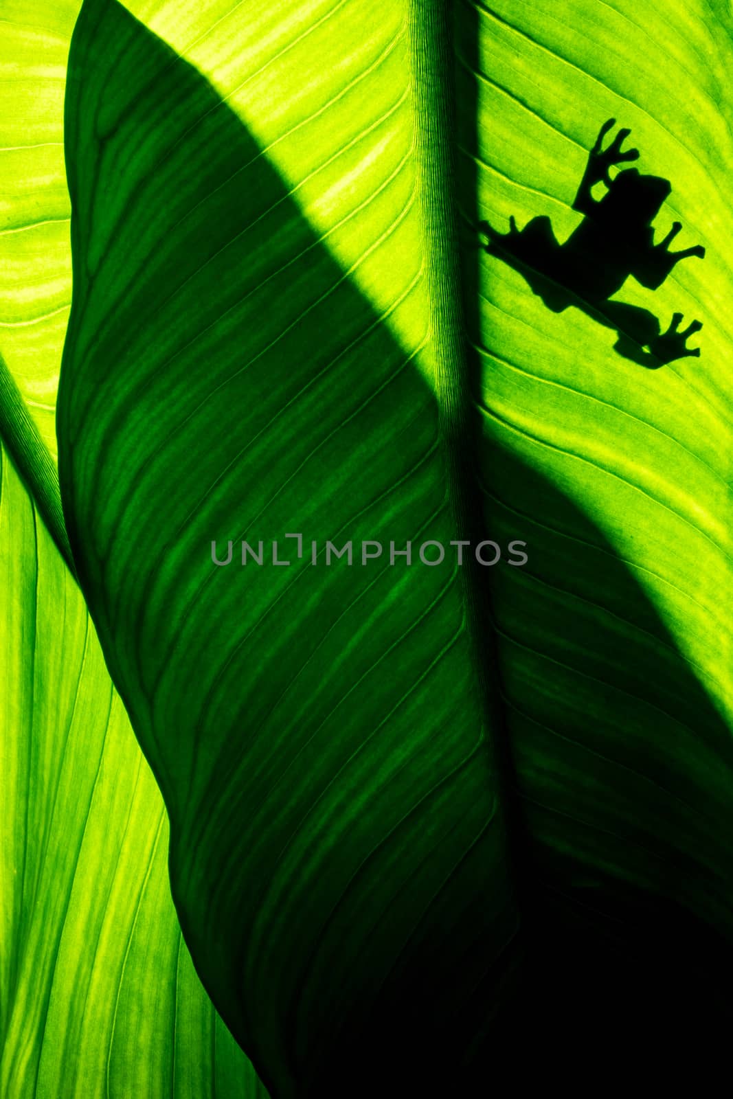Frog shadow on natural green leaf background, tropical foliage texture.