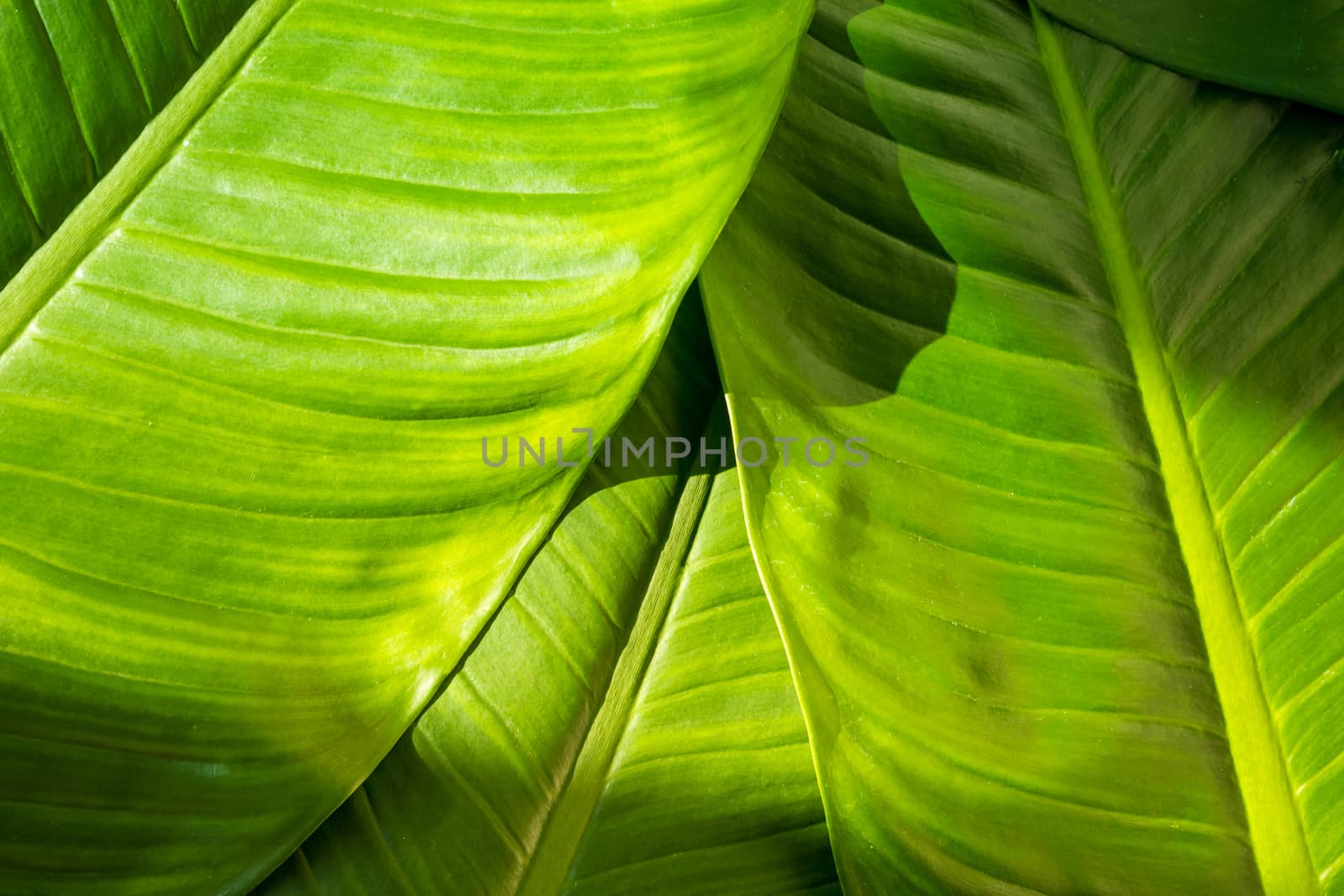 Close up of natural green leaves background, tropical foliage texture.