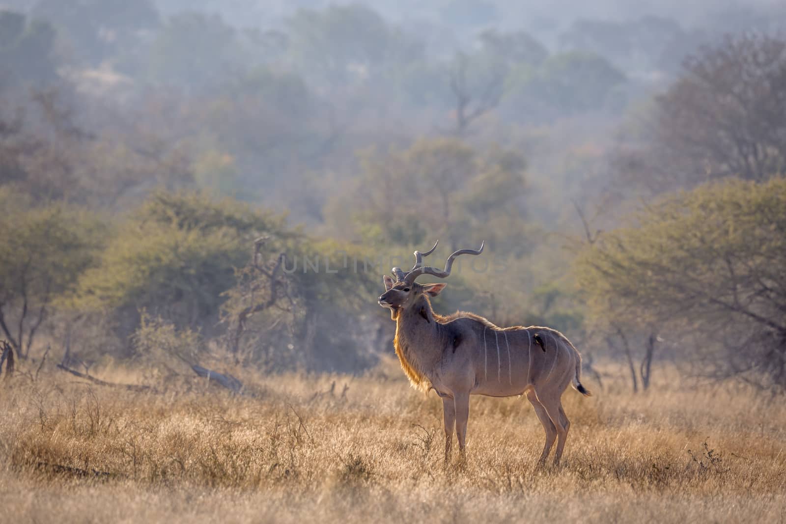 Greater kudu male in savannah scenery in Kruger National park, South Africa ; Specie Tragelaphus strepsiceros family of Bovidae