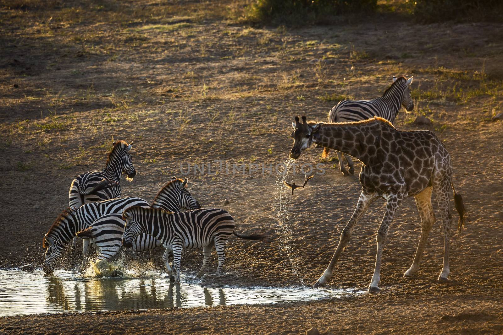 Plains zebra in Kruger National park, South Africa by PACOCOMO