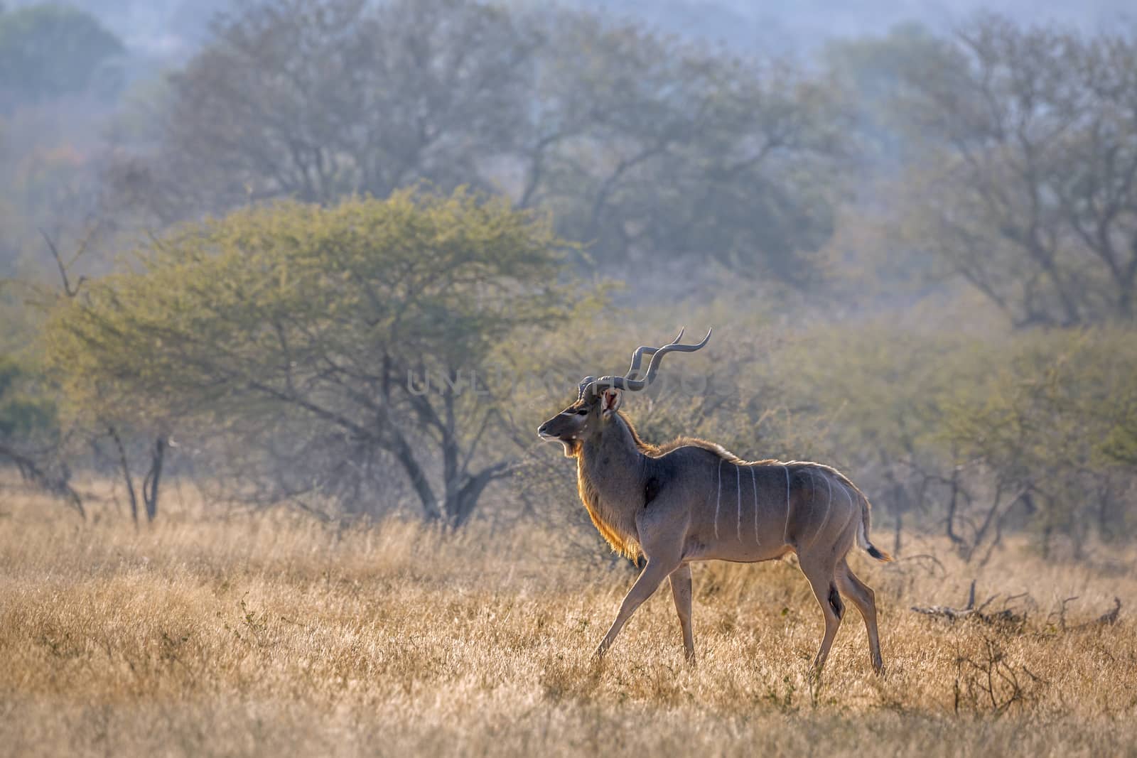 Greater kudu male in savannah scenery in Kruger National park, South Africa ; Specie Tragelaphus strepsiceros family of Bovidae